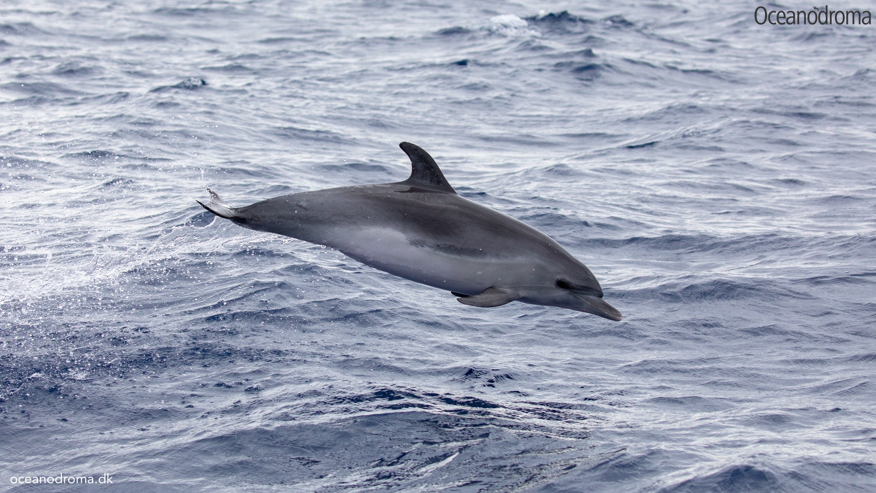 wbv8pr-common-bottlenose-dolphin-tursiops-truncatus